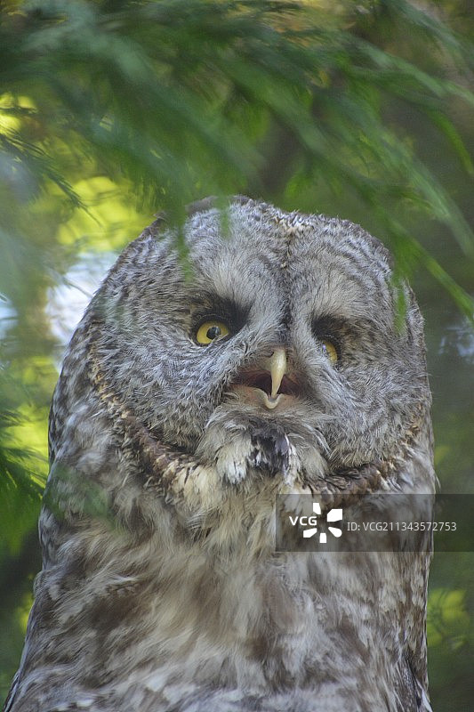美国西雅图猫头鹰特写图片素材