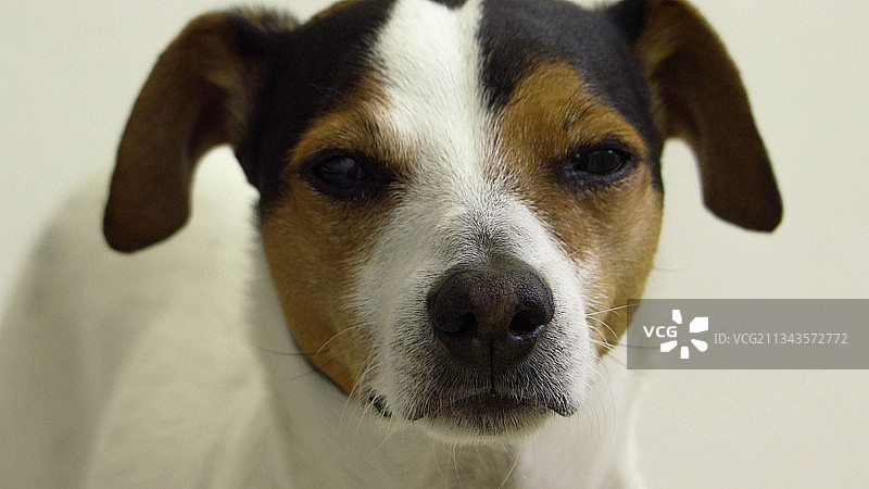 巴西纯种梗犬的特写图片素材