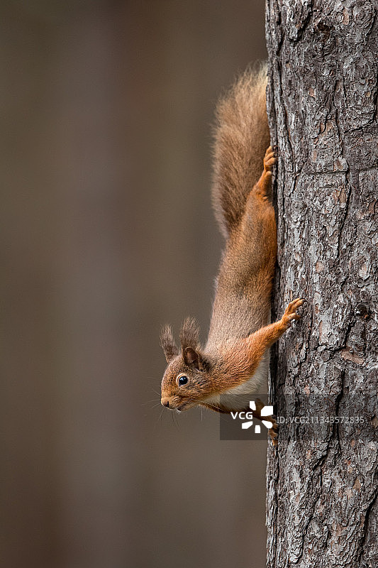 英国树干上的灰松鼠特写图片素材