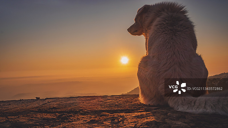 日落时分天空下的狗特写图片素材