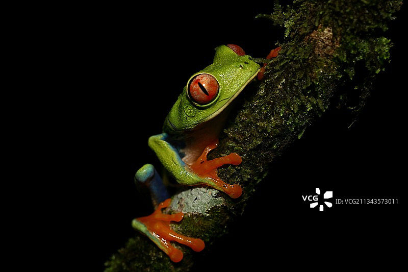 树蛙在树枝上的特写，哥斯达黎加萨拉皮基，埃雷迪亚省图片素材