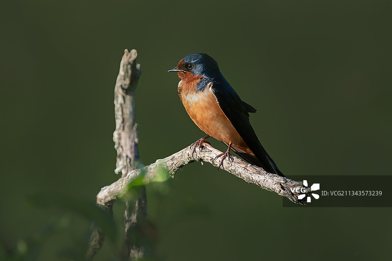 知更鸟栖息在树枝上，加拿大的伦敦图片素材
