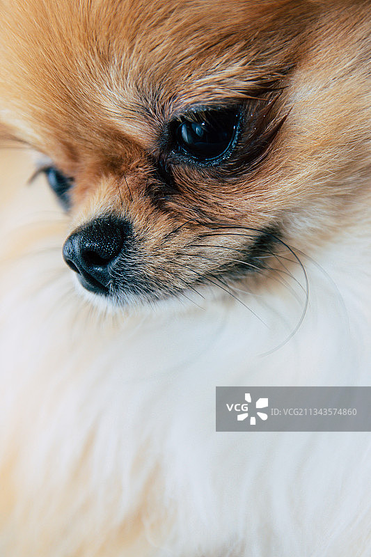 俄罗斯怀中博美犬特写图片素材