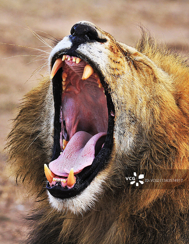 狮子打哈欠特写图片素材
