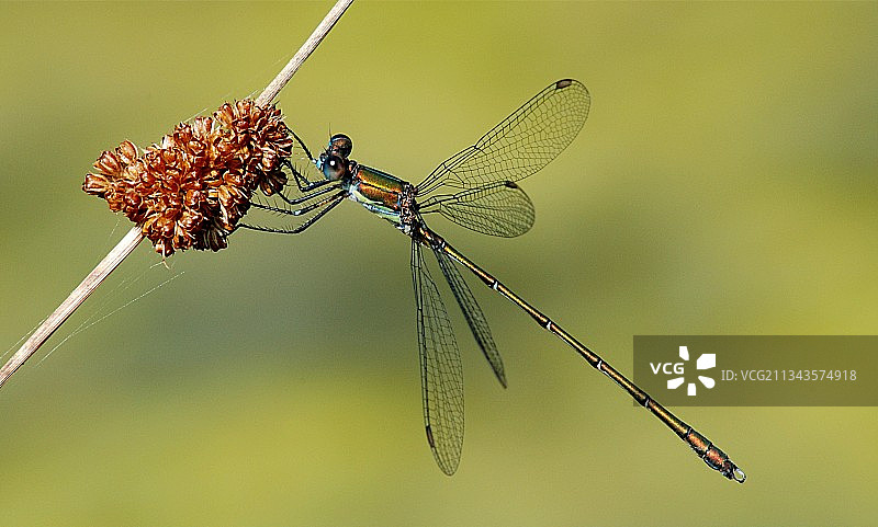 小树枝上蜻蜓的特写镜头图片素材