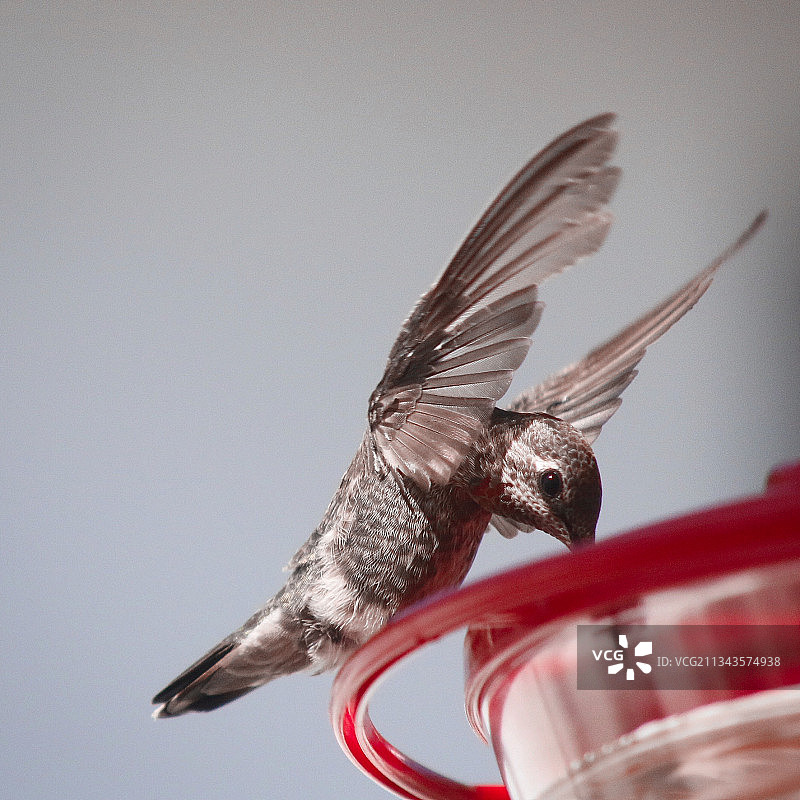 蓝颏宝石蜂鸟飞过墙壁的特写，美国加利福尼亚州圣地亚哥图片素材