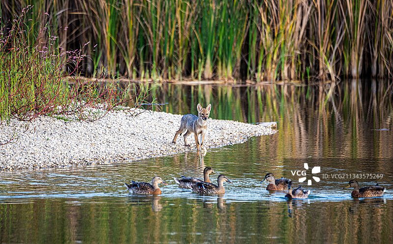 以色列湿地风光图片素材
