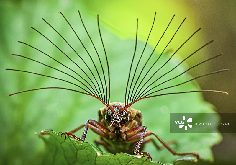 印度尼西亚植物上的昆虫特写图片素材