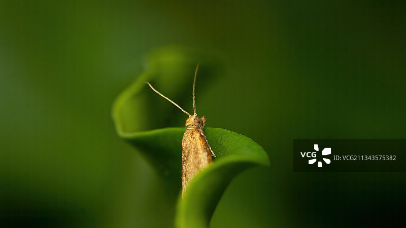 昆虫在树叶上的特写，英国谢菲尔德图片素材