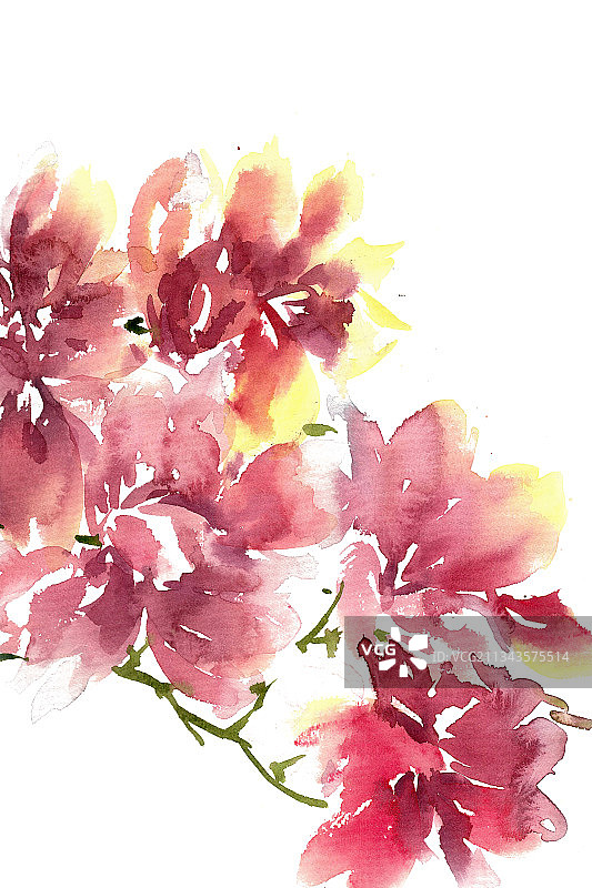 红色的蝴蝶兰图片素材