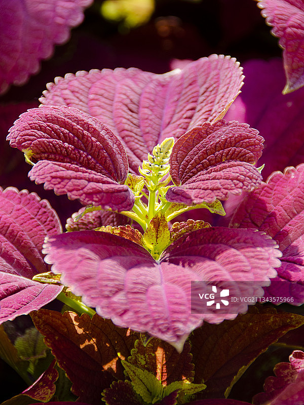 粉色植物特写，中国香港荔枝角图片素材