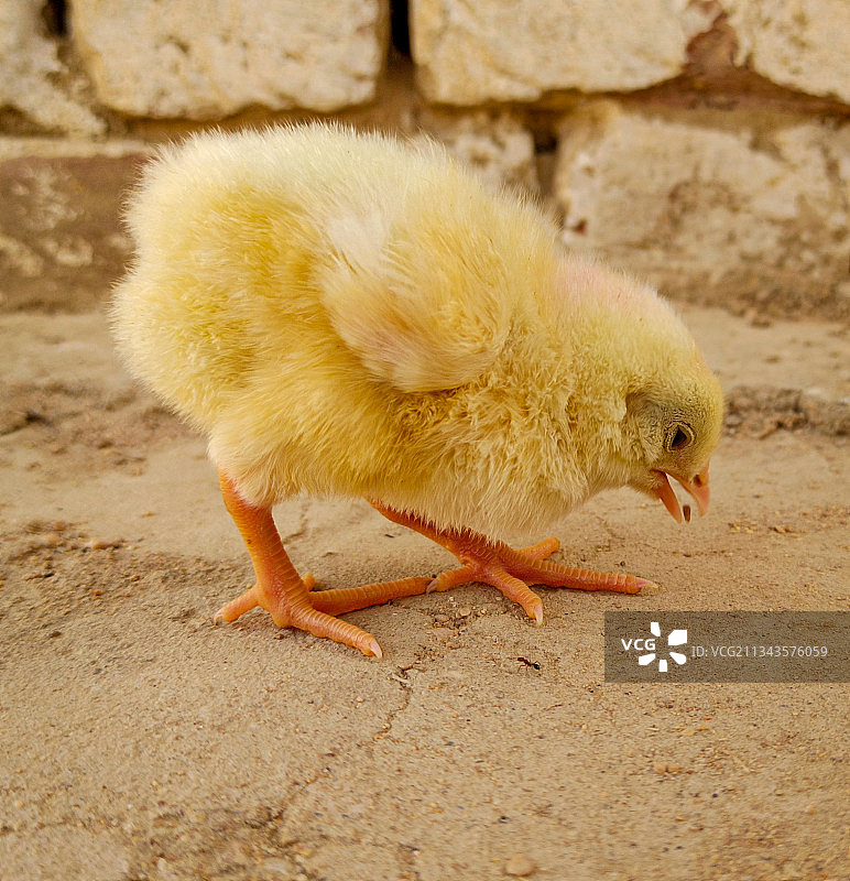 鸡的特写图片素材