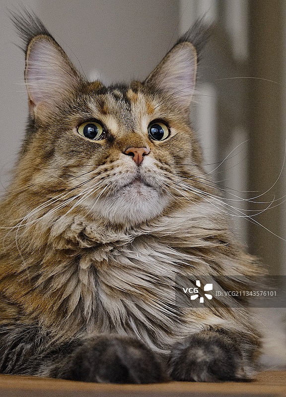 猫的特写肖像图片素材