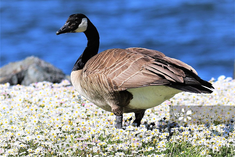 栖息在田野上的水鸟特写图片素材