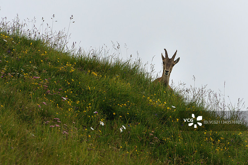 在空旷的田野上站立的鹿的低角度视图图片素材