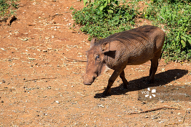 原野上站立的鹿的俯视照片图片素材
