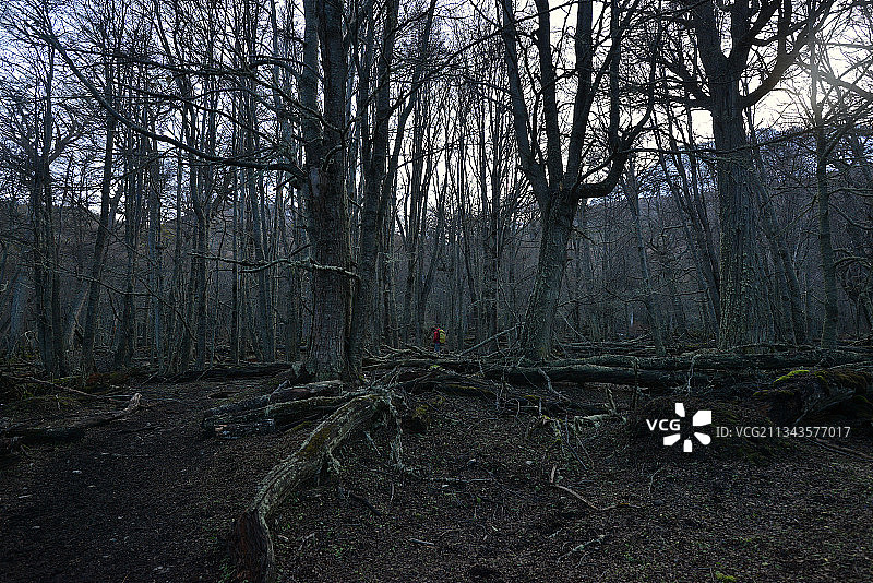 阿根廷火地岛省乌斯怀亚森林树木图片素材