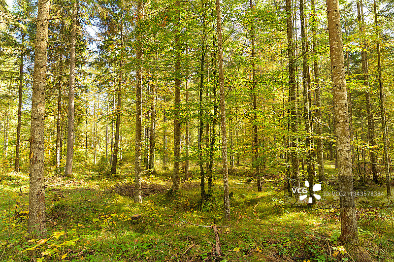 奥地利辛特斯托德尔的森林树木，谢德韦尔湖图片素材