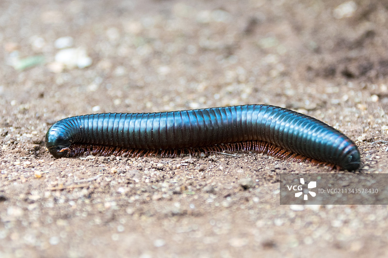地面上的毛毛虫特写，南非图片素材