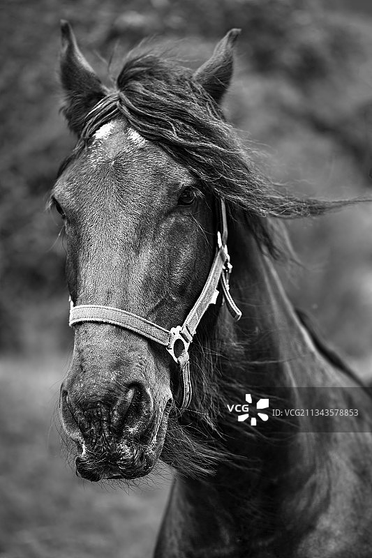 奥地利户外站立的马特写图片素材
