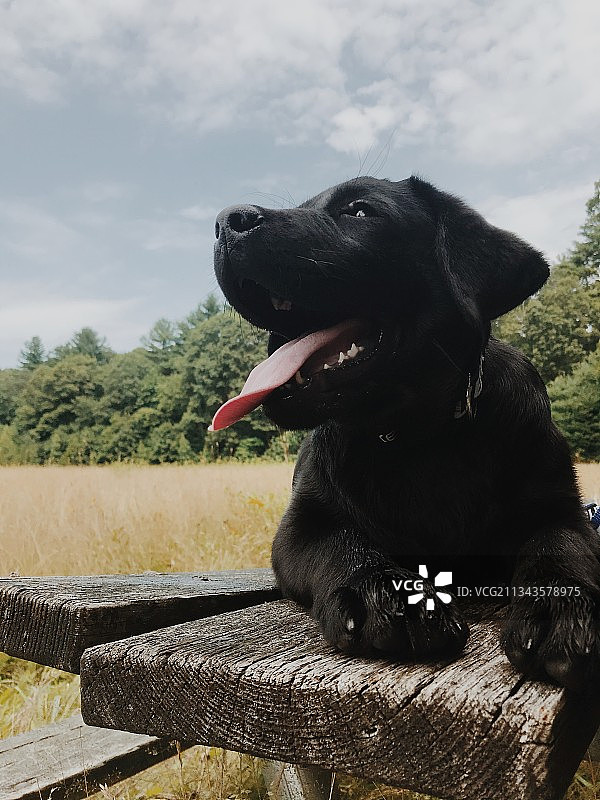 田野中仰望天空的拉布拉多寻回犬特写，韦兰，马萨诸塞州，美国图片素材