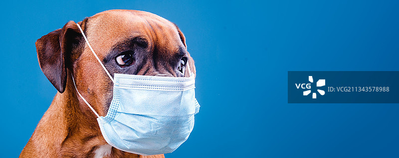 蓝色背景下戴着外科口罩的纯种寻回犬的特写图片素材