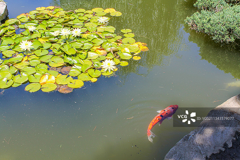 圣马力诺湖中游动的锦鲤俯视图图片素材