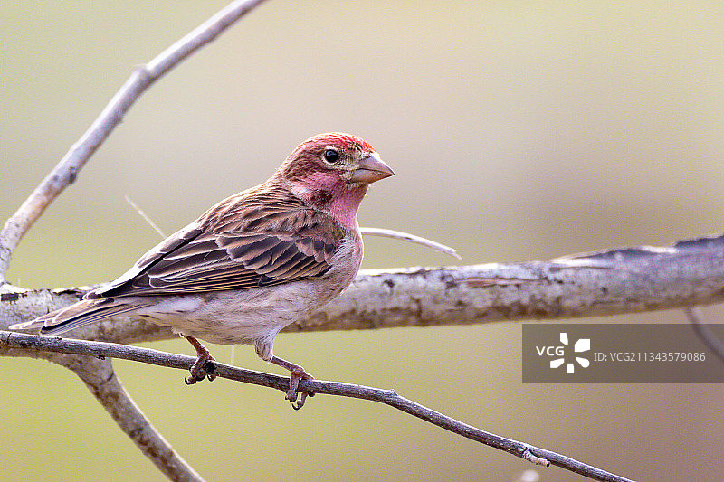 栖息于树枝上的鸟儿特写，美国图片素材