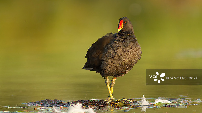 黑水鸡栖息在湖上的特写图片素材
