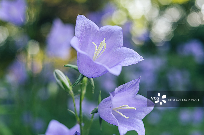 紫色开花植物特写，德国杜伊斯堡图片素材