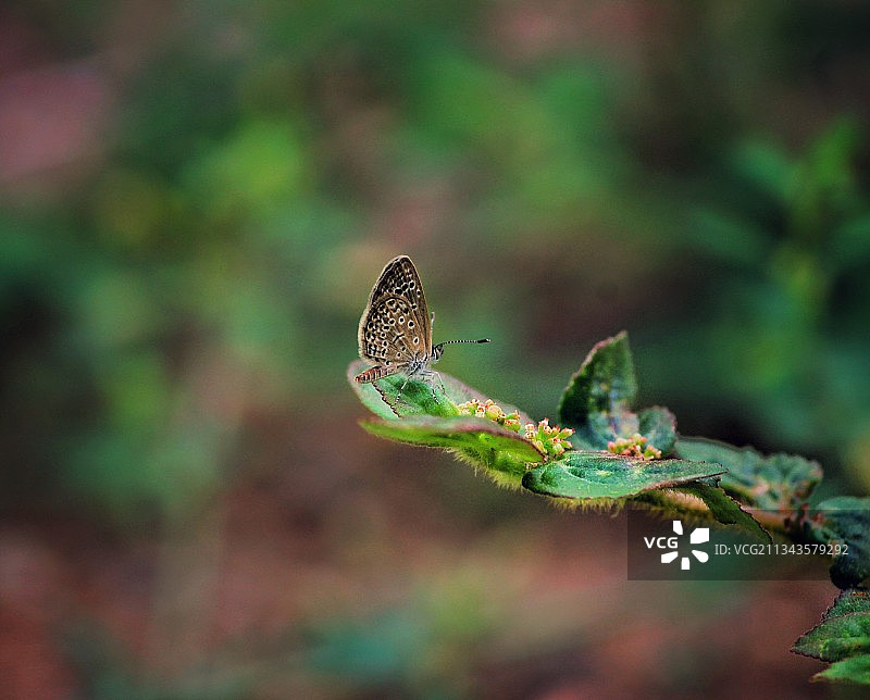 蝴蝶在植物上的特写图片素材