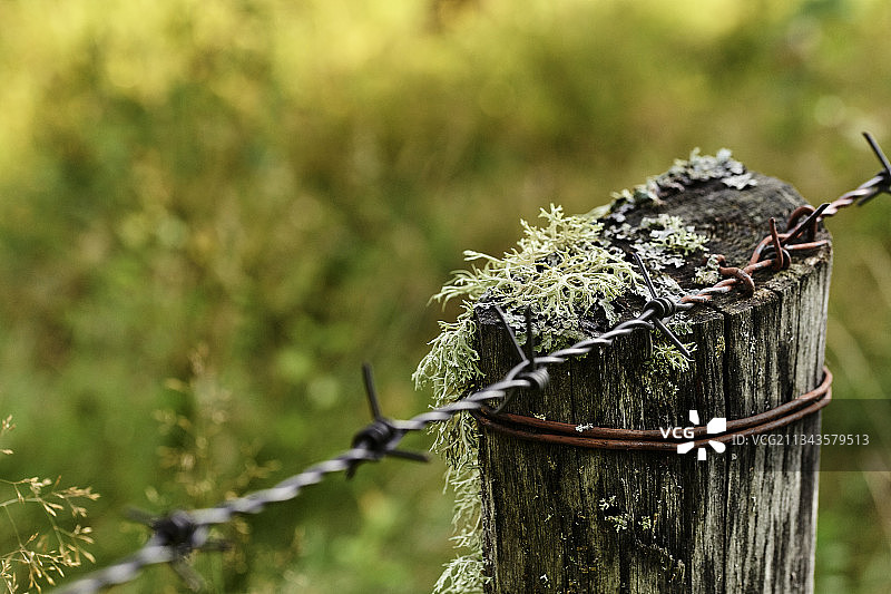树桩上的带刺铁丝网特写图片素材