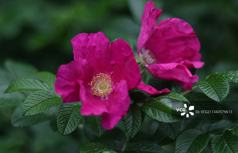白俄罗斯的粉色植物特写图片素材