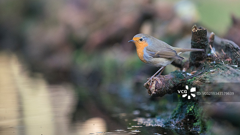 红襟鸟栖息在岩石上，比利时卡尔姆特近景照片图片素材