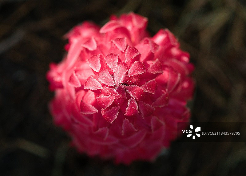 粉红玫瑰花特写，美国加利福尼亚州普卢默斯县图片素材