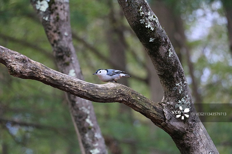 仰视：栖息在树上的绿雀，蒙西，纽约，美国图片素材