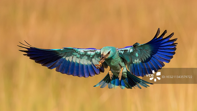 户外飞翔的翠鸟特写图片素材