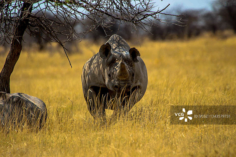 站在草地上的长颈鹿图片素材