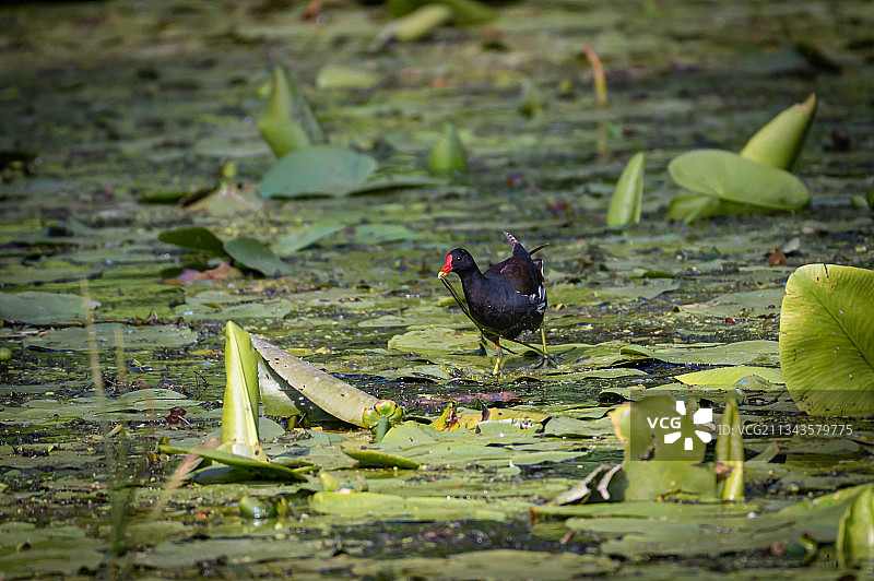 克罗地亚科帕奇里特自然公园的翠鸟图片素材