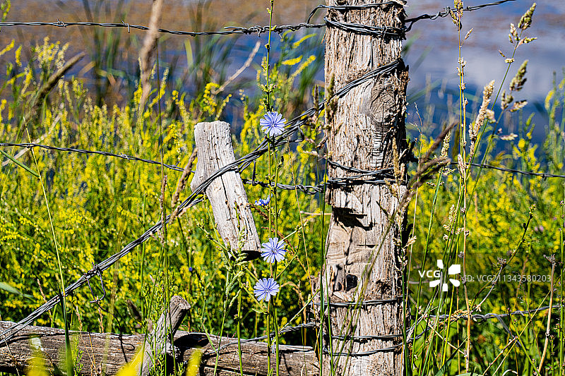 美国科罗拉多州贝field德田野植物特写图片素材
