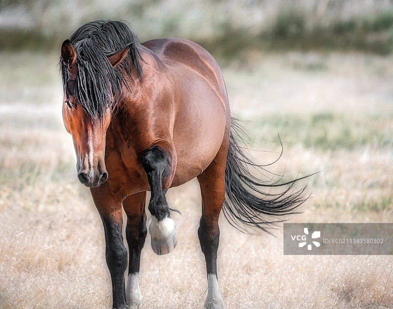 美国内华达州沃肖湖纯种马吃草特写图片素材