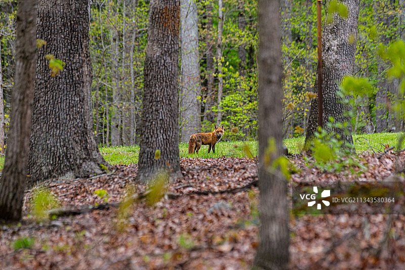 弗吉尼亚州利斯堡森林中站立的鹿的侧视图图片素材