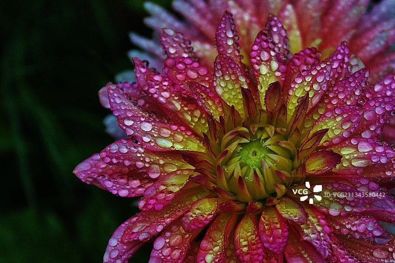 紫色湿花特写，美国西雅图图片素材