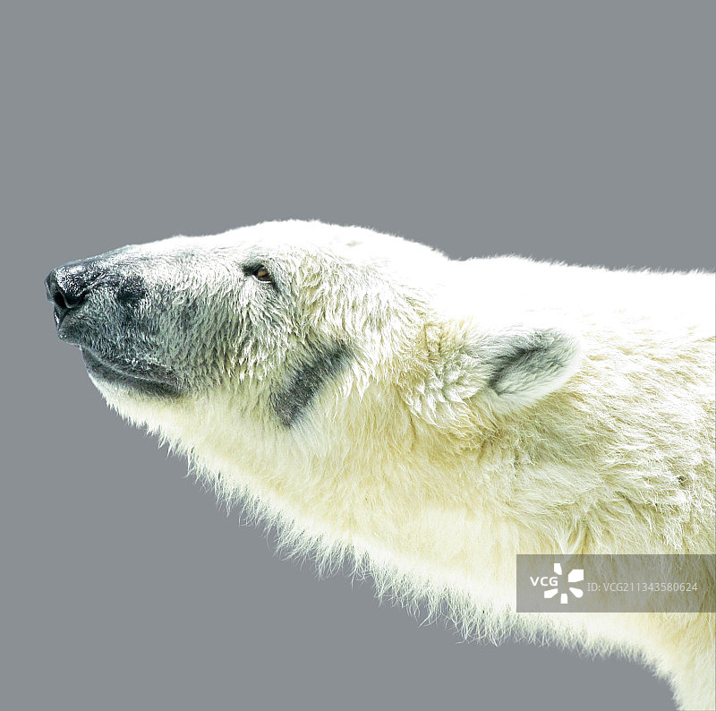 灰色背景下的北极熊特写图片素材