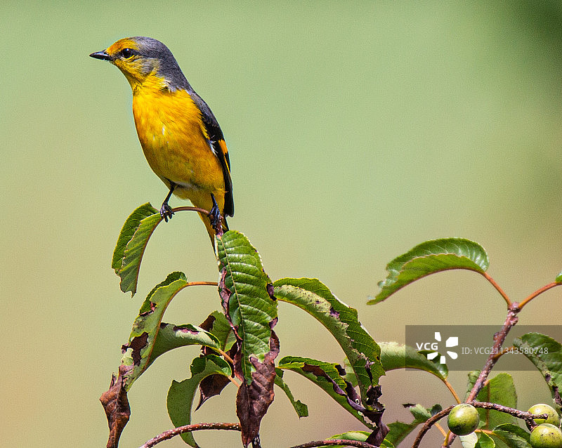 栖息在植物上的鸣禽鹟特写，印度梅加拉亚邦图片素材
