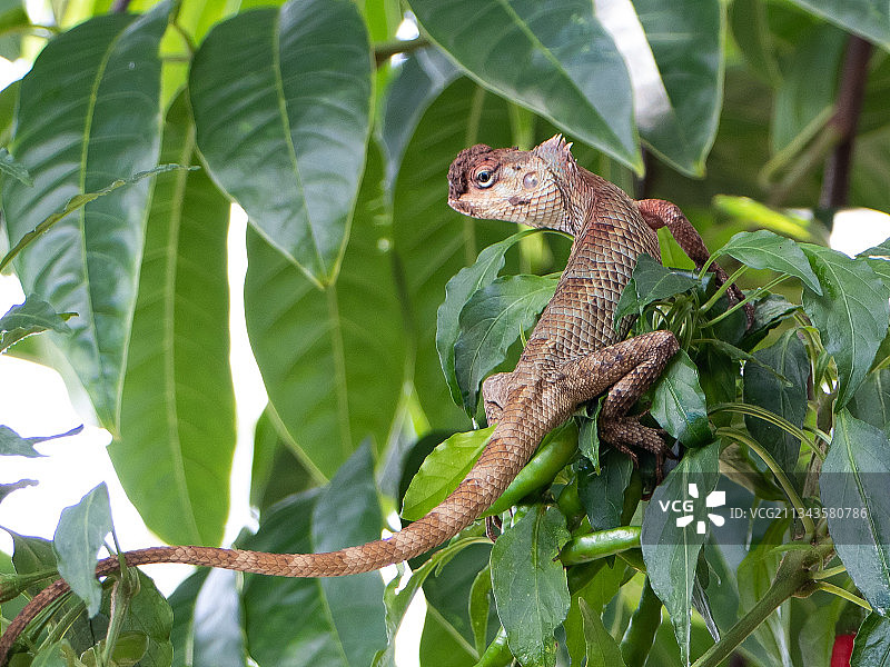 近距离观察植物上的鬣蜥图片素材