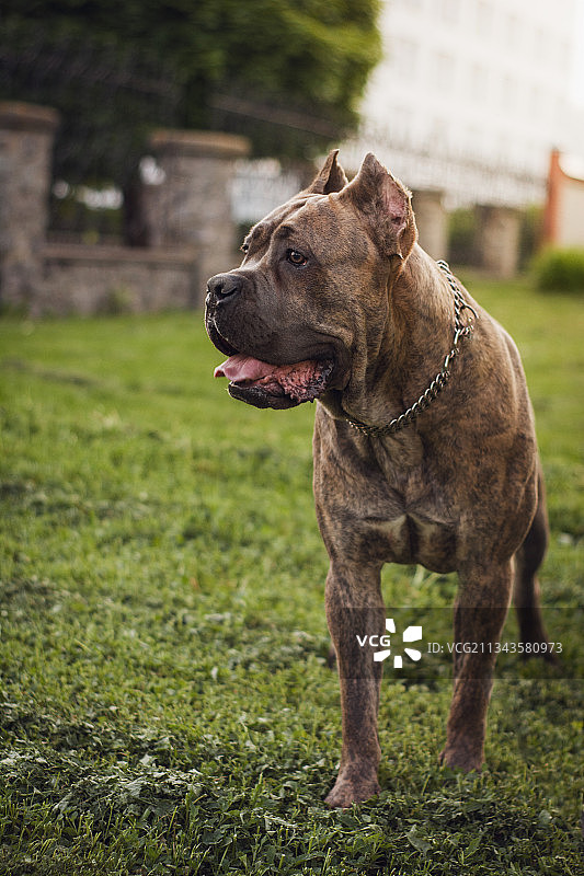 站在田野里的纯种犬特写图片素材