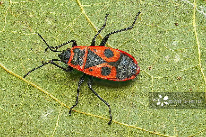 树叶上的昆虫特写，德国汉诺威图片素材