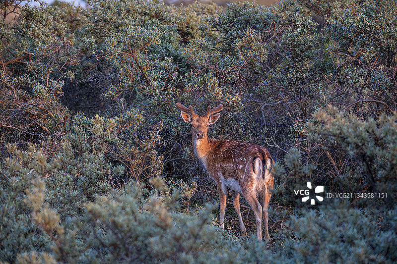 站在森林植物中的狍鹿肖像图片素材