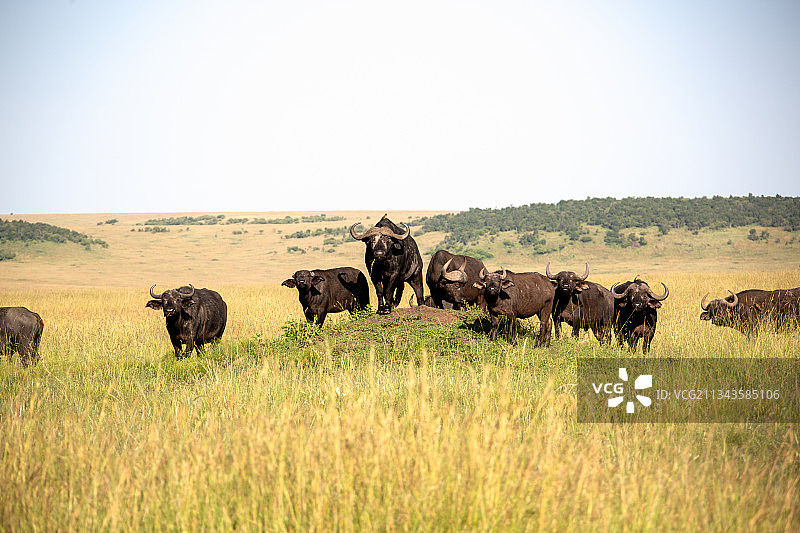 野生动物图片素材